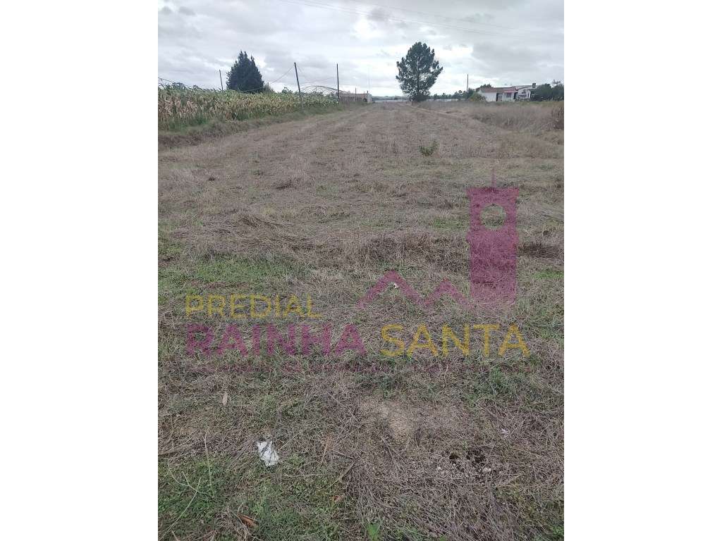 Terreno rustico COM POÇO E ELETRICIDADE NO TERRENO-Alpiarça - Grande imagem: 4/7