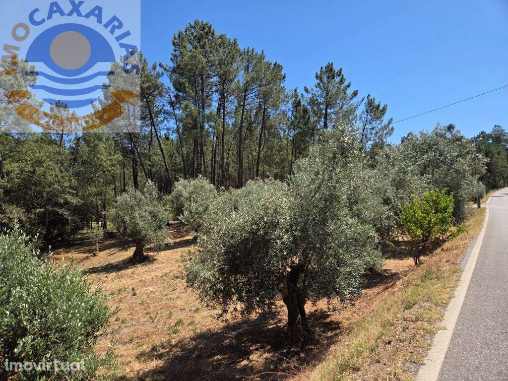 Terreno de 1589m², Carvalhal de Baixo - Grande imagem: 2/10