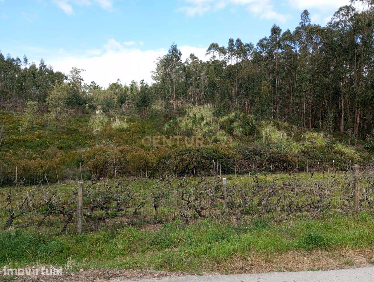 Terreno Rústico à Venda – 1800 m² em Vale Moreira, Vilar - Grande imagem: 3/11