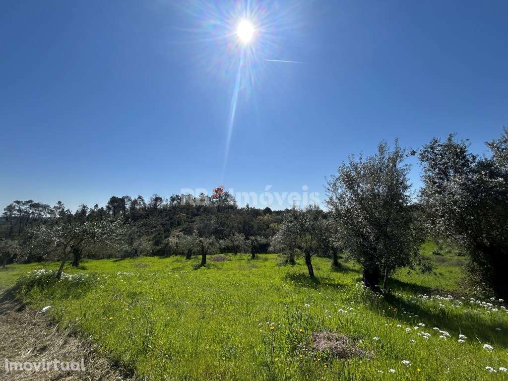 Terreno Rústico com 4520m²- Vales de Baixo, Torres Novas - Grande imagem: 4/27