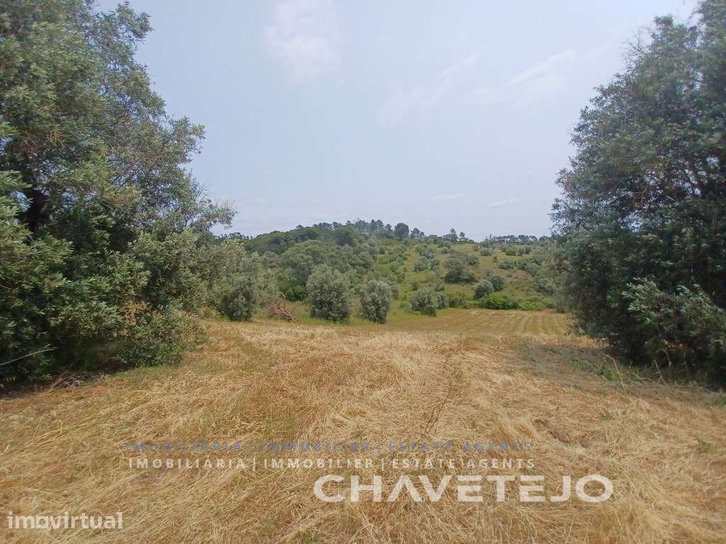 Terreno com 28.000 m2 a cerca de 8 km de Tomar. - Grande imagem: 2/7