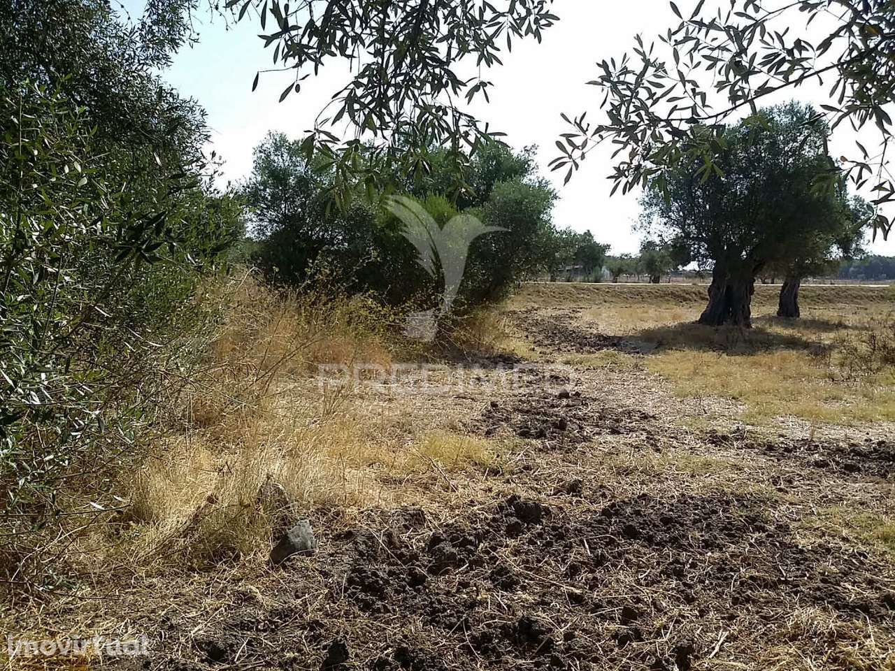 Propriedade -Terreno Rustico -Monte da Tumba - Grande imagem: 3/6