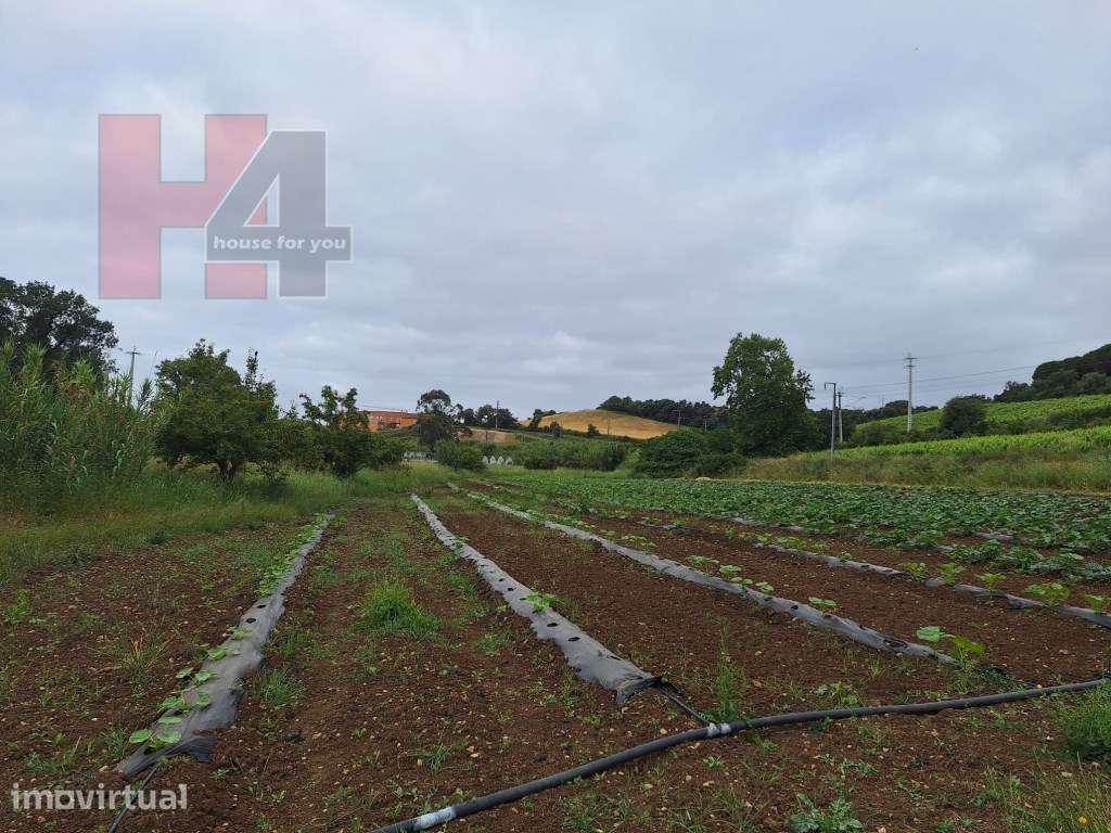 Terreno Rústico Plano com 15.560 m², 3 Poços e Eletricidade - Sapat... - Grande imagem: 5/12