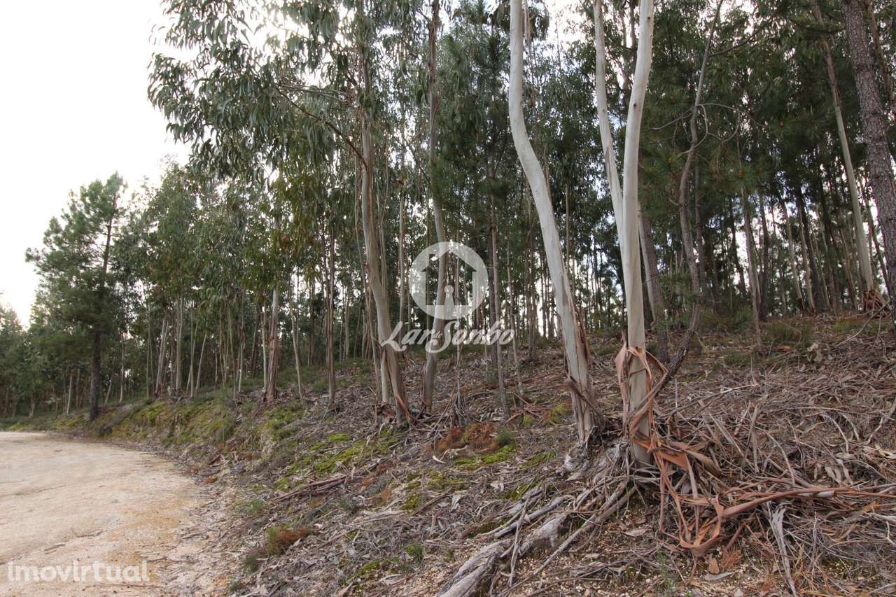 Terreno Nespereira Celorico de Basto - Grande imagem: 4/20