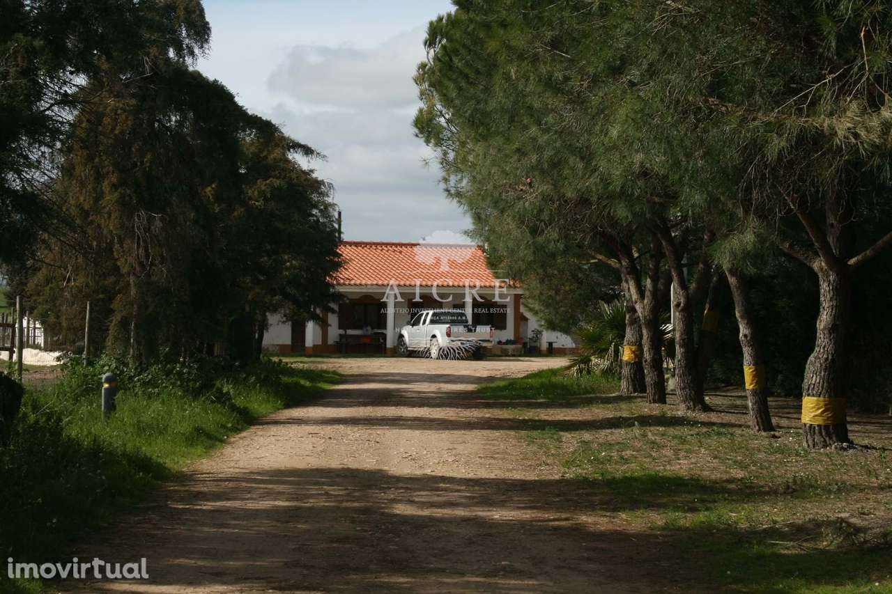 Herdade e Coudelaria Puro Sangue Lusitano - Grande imagem: 2/13