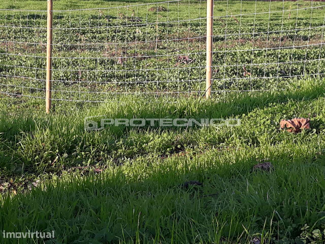 Terreno com 20m de frente - Sarrazola - Grande imagem: 5/6