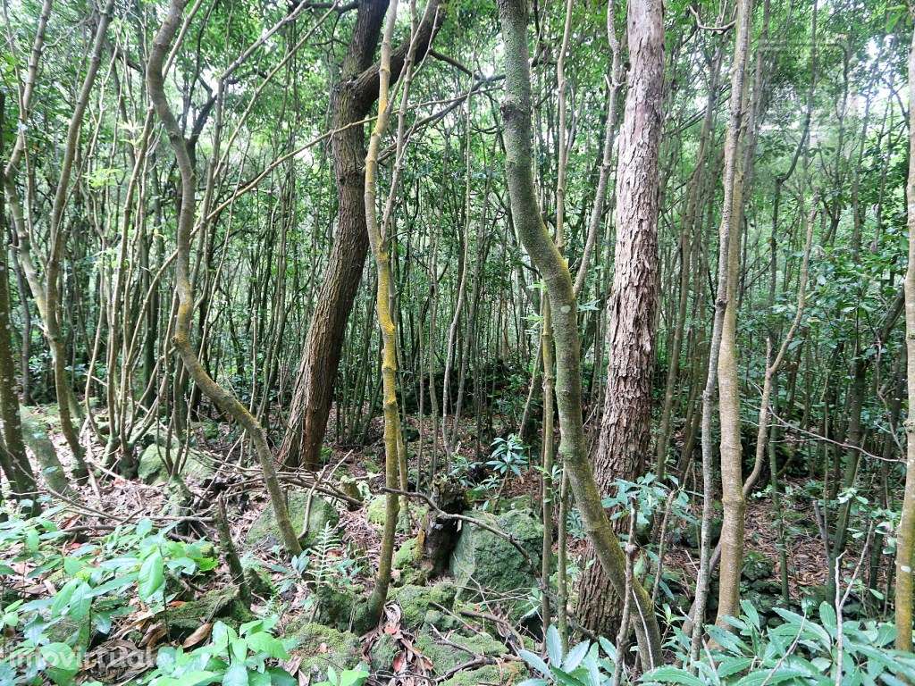 VENDA de TERRENO RÚSTICO - Nossa Senhora do Rosário, Lagoa, Ilha de... - Grande imagem: 4/34