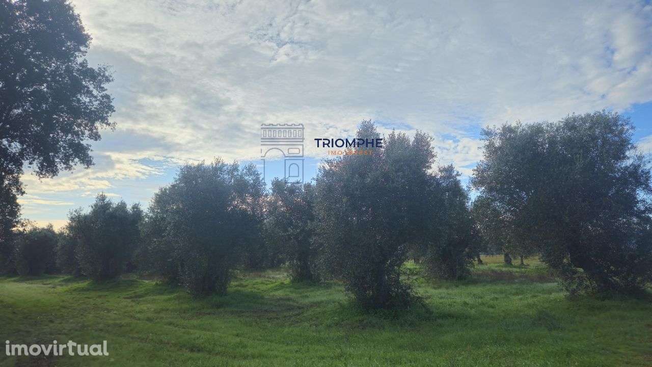 Terreno rústico 2.9000m2, Montalvo, Constância - Grande imagem: 4/8