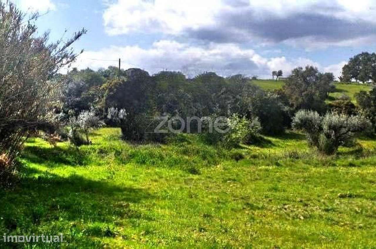 Terreno Rústico com 7000m2 localizado em Montargil. - Grande imagem: 4/10