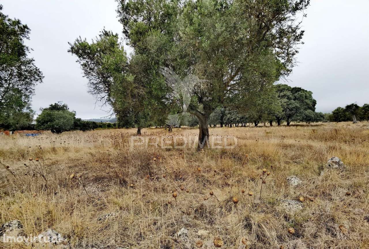 Terreno rústico em Alto da Chã - Alcanena! - Grande imagem: 2/21