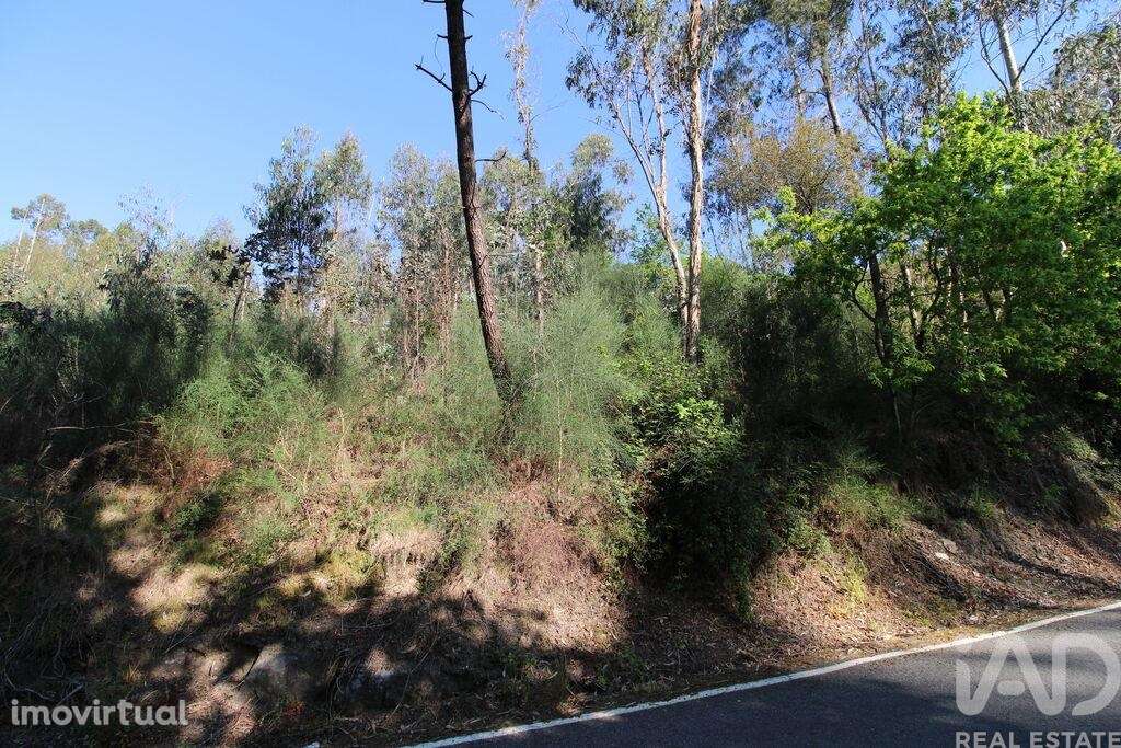 Terreno Agrícola em Lemenhe, Mouquim e Jesufrei - Grande imagem: 3/8