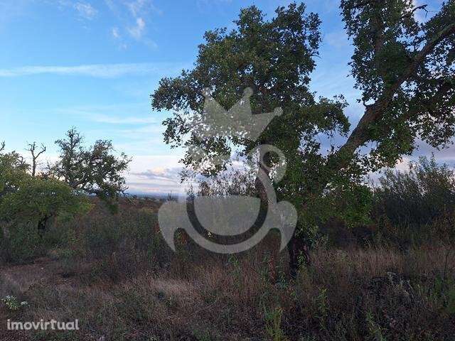 Terreno com Ruína para reconstruir - Grande imagem: 5/11