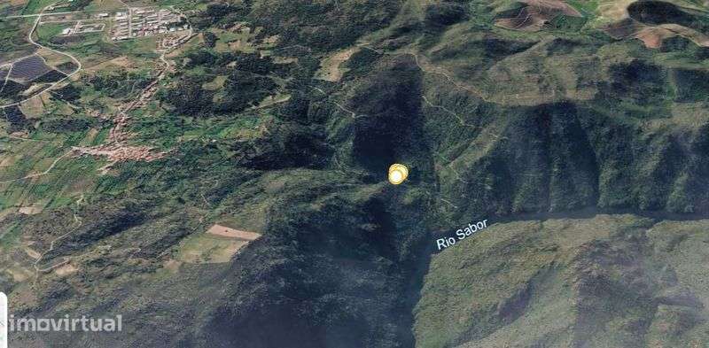 Terra com oliveiras - Grande imagem: 3/3