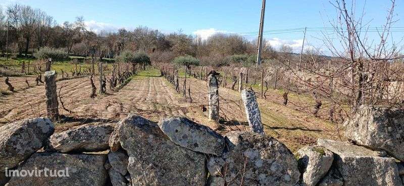Terreno agrícola 2.734 m² com poço – Malta, Pinhel | €15 000 - Grande imagem: 4/6