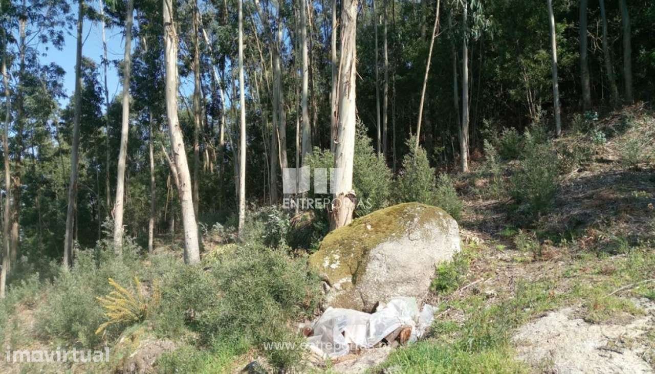 Venda de Bouça com 2000m², Deão, Viana do Castelo - Grande imagem: 3/30
