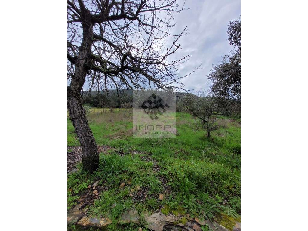 Terreno em aldeia próximo Vila Velha de Rodão - Grande imagem: 3/4