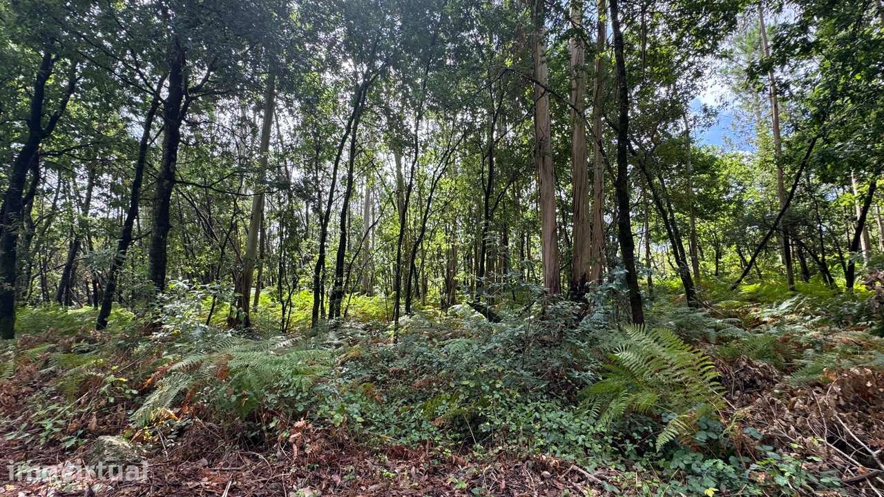 Terreno rústico com 4.245 m² e acesso pavimentado - Palmeira de Faro - Grande imagem: 3/7
