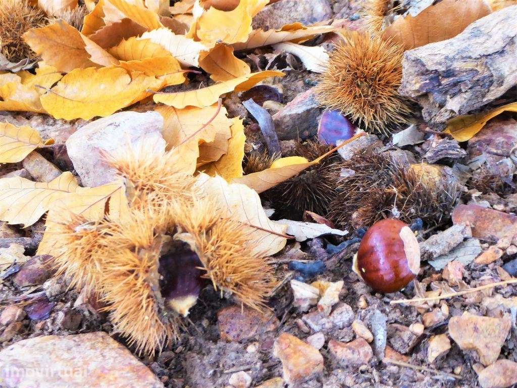 160HA com castanheiros, caça e pastos. Portugal, Bragança. - Grande imagem: 2/7