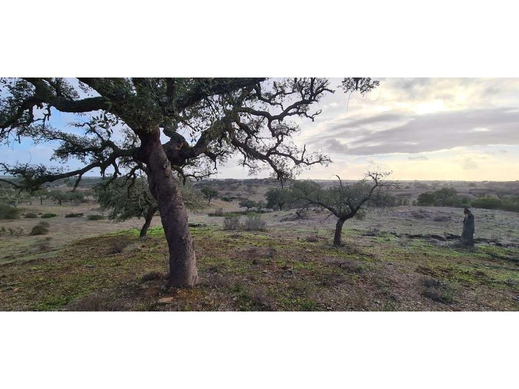 Terreno Rústico - Grande imagem: 4/12