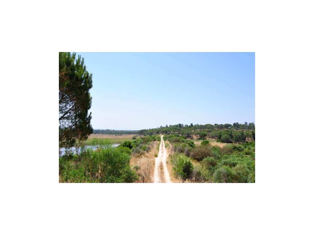 INVESTIMENTO: Terreno de 25ha para Hotel Rural no Carvalhal - Grande imagem: 5/8