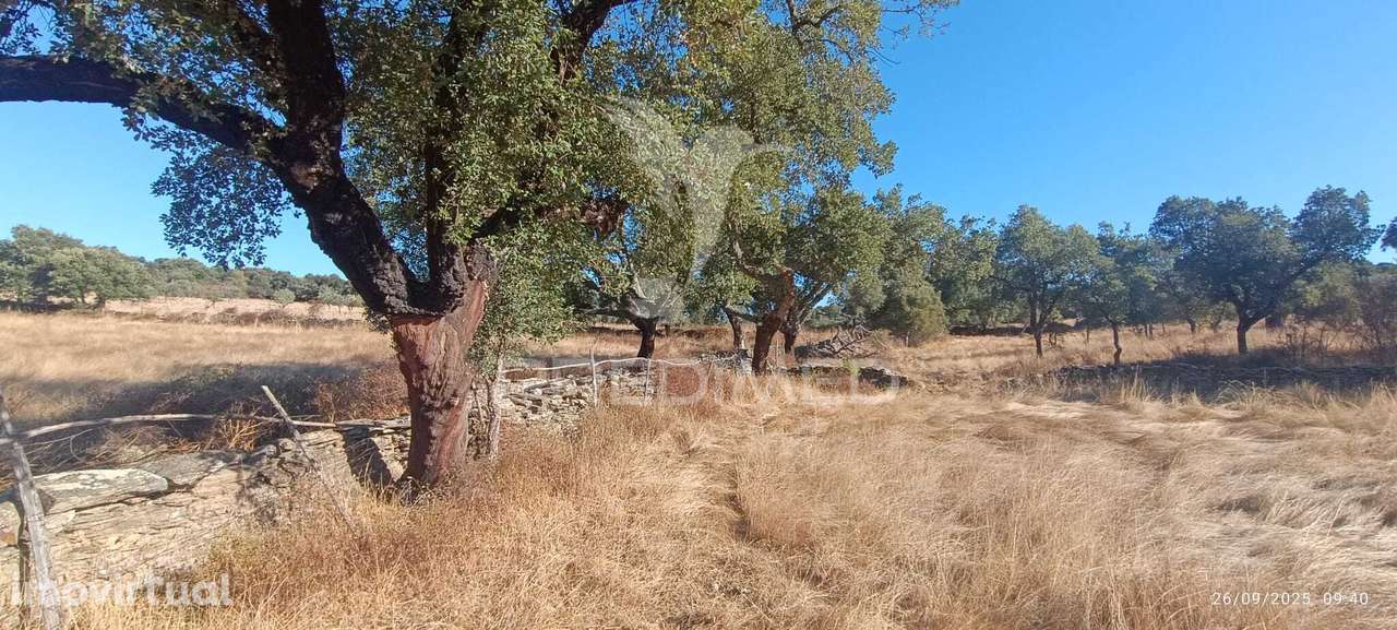 ? Terreno Rústico à Venda – Com Árvores de Fruto, Apoio Agrícola e... - Grande imagem: 3/25