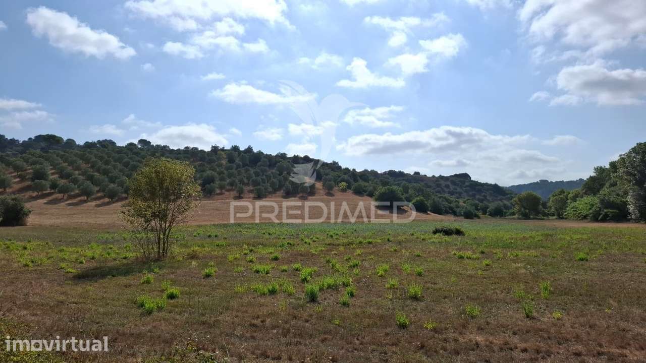 Terrenos Rústicos com Olival e terreno de semeadura, Chã - Grande imagem: 4/7