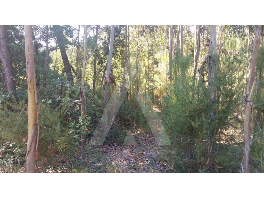 Eucaliptal Oiã - Grande imagem: 4/7