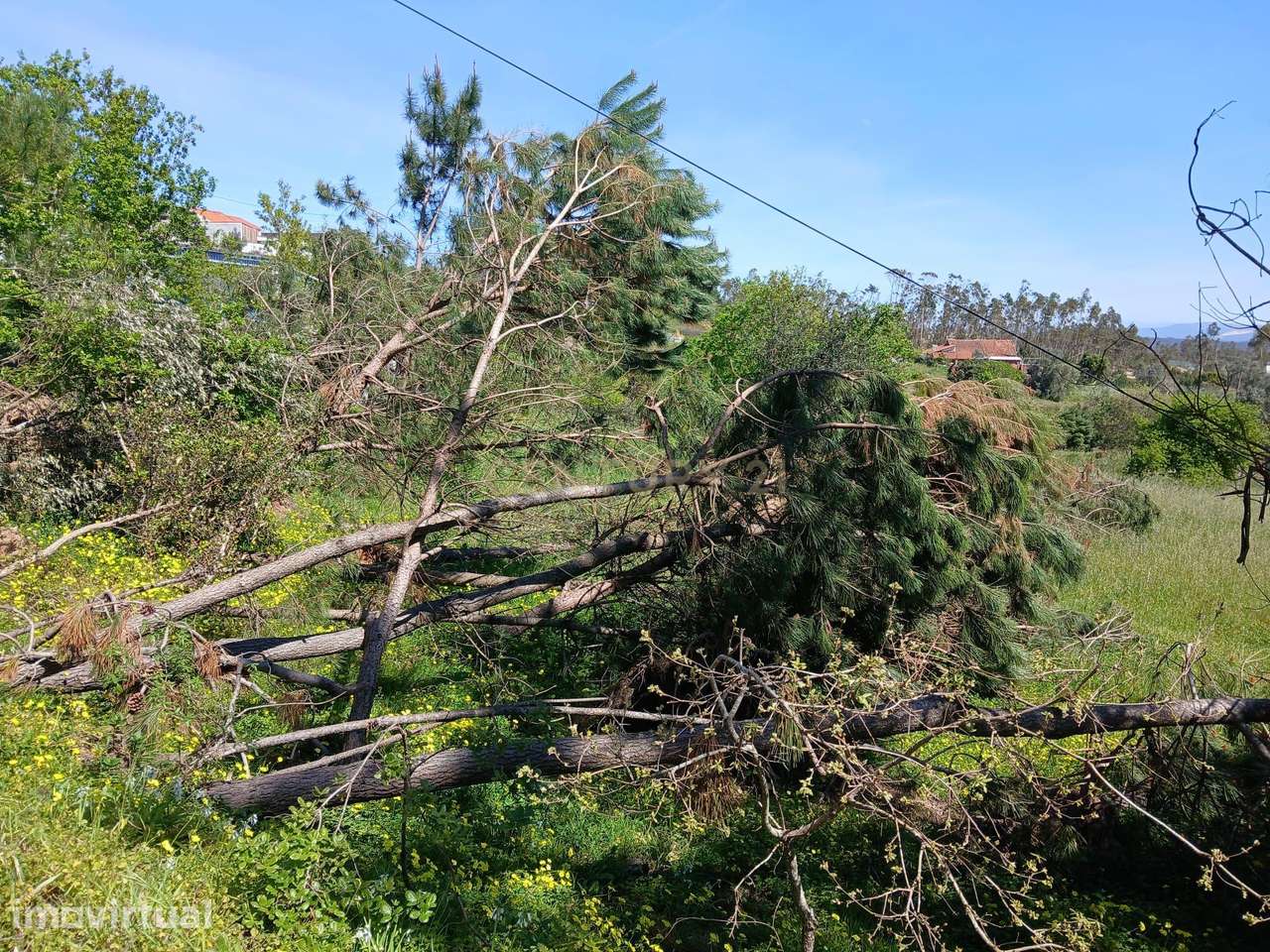 Terreno Rústico com Potencial de Construção | Ribeira de Santo Amaro – - Grande imagem: 3/8
