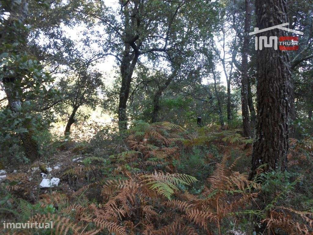 TERRENO RUSTICO COM AREA DE 1950 M2 FRAGOSAS FÁTIMA - Grande imagem: 5/9