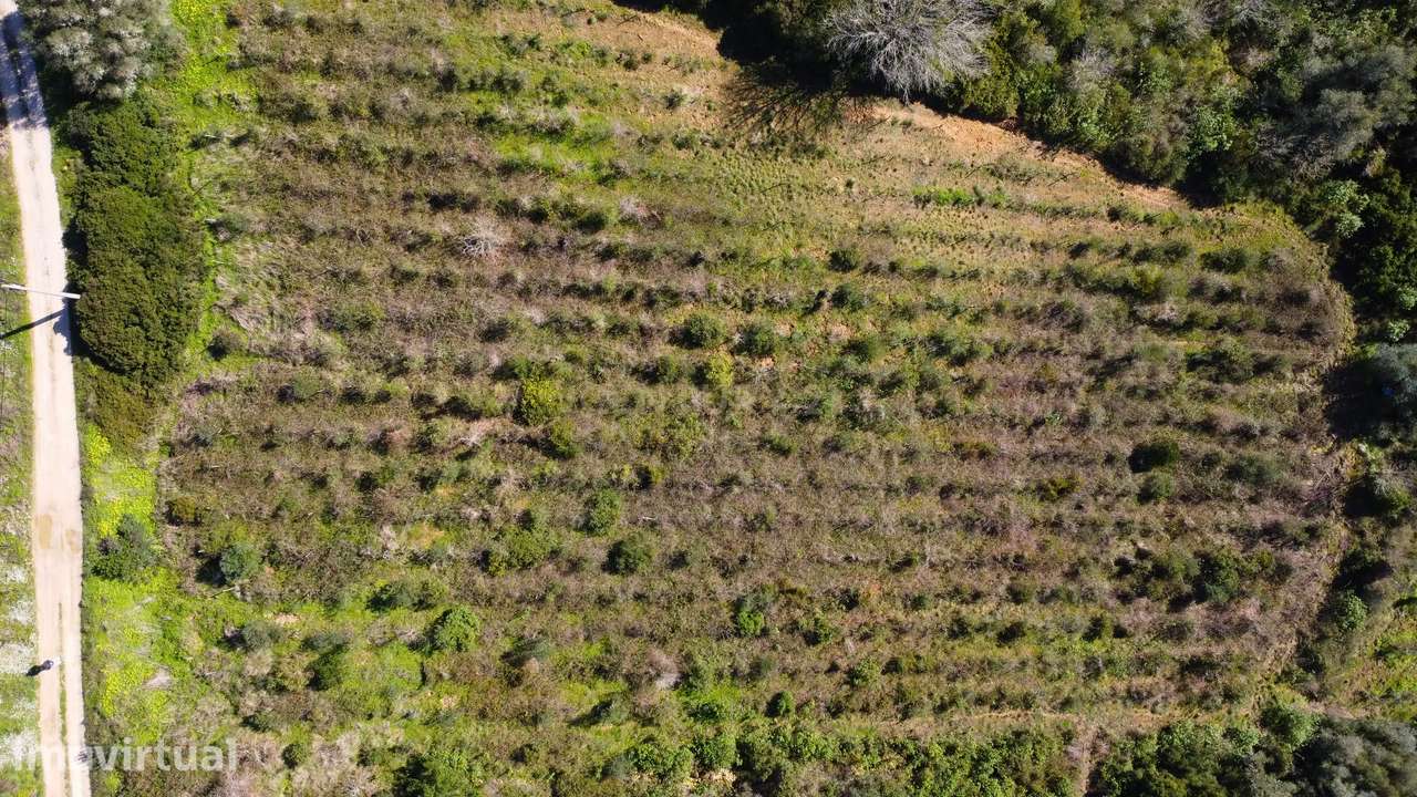 Terreno Agrícola com Vinha 4562 m² – Chanca, Sobral da Abelheira - Grande imagem: 2/12