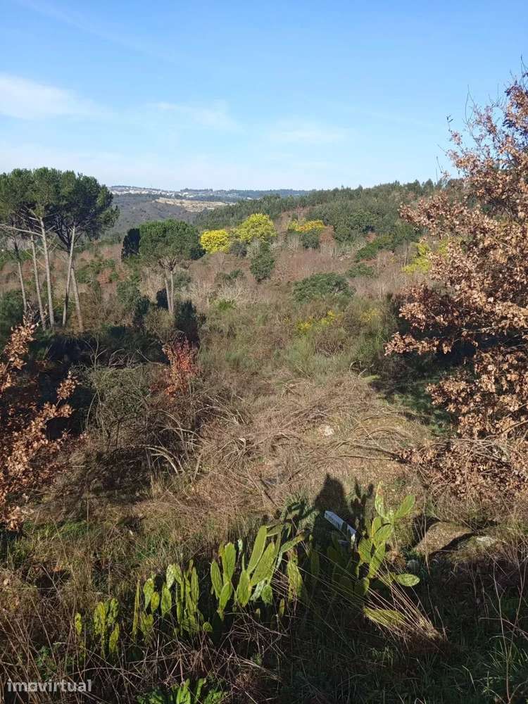 Terreno com 16 Hectares em Nelas - Grande imagem: 4/13