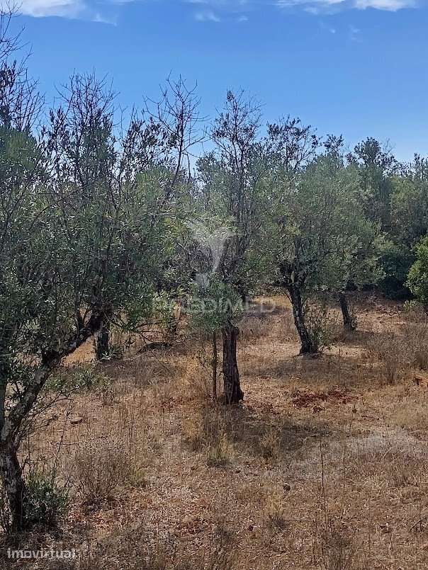 Terreno com Olival Tradicional – 17.000 m² | Parede Branca, Vila Vi... - Grande imagem: 3/34