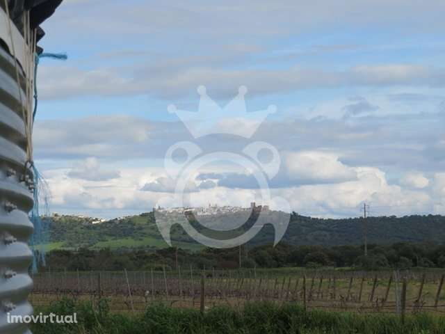 Terreno Agrícola de 11,1 ha com Vinha, Olival e Sistema de Rega – M... - Grande imagem: 2/34