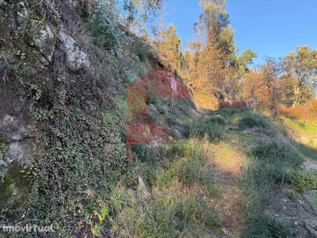 Terreno florestal, Prado São Miguel - Grande imagem: 3/14