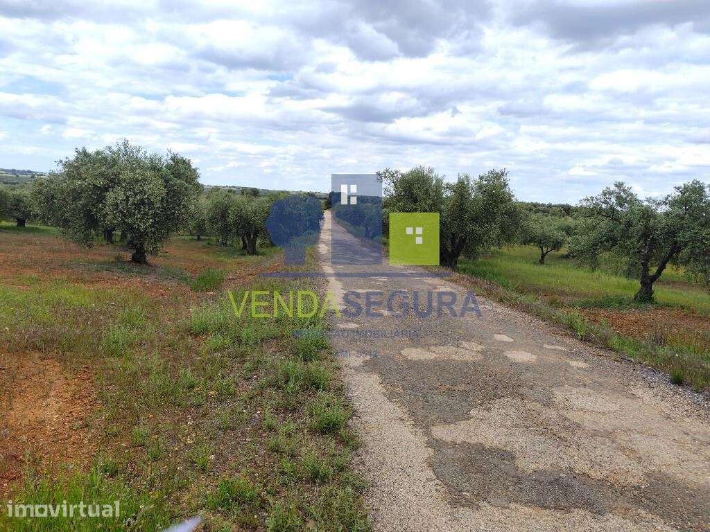 Olival 2,725 Ha | Sobral da Adiça - Grande imagem: 2/10