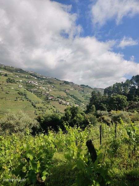 Vinha velha no Douro - Grande imagem: 3/3