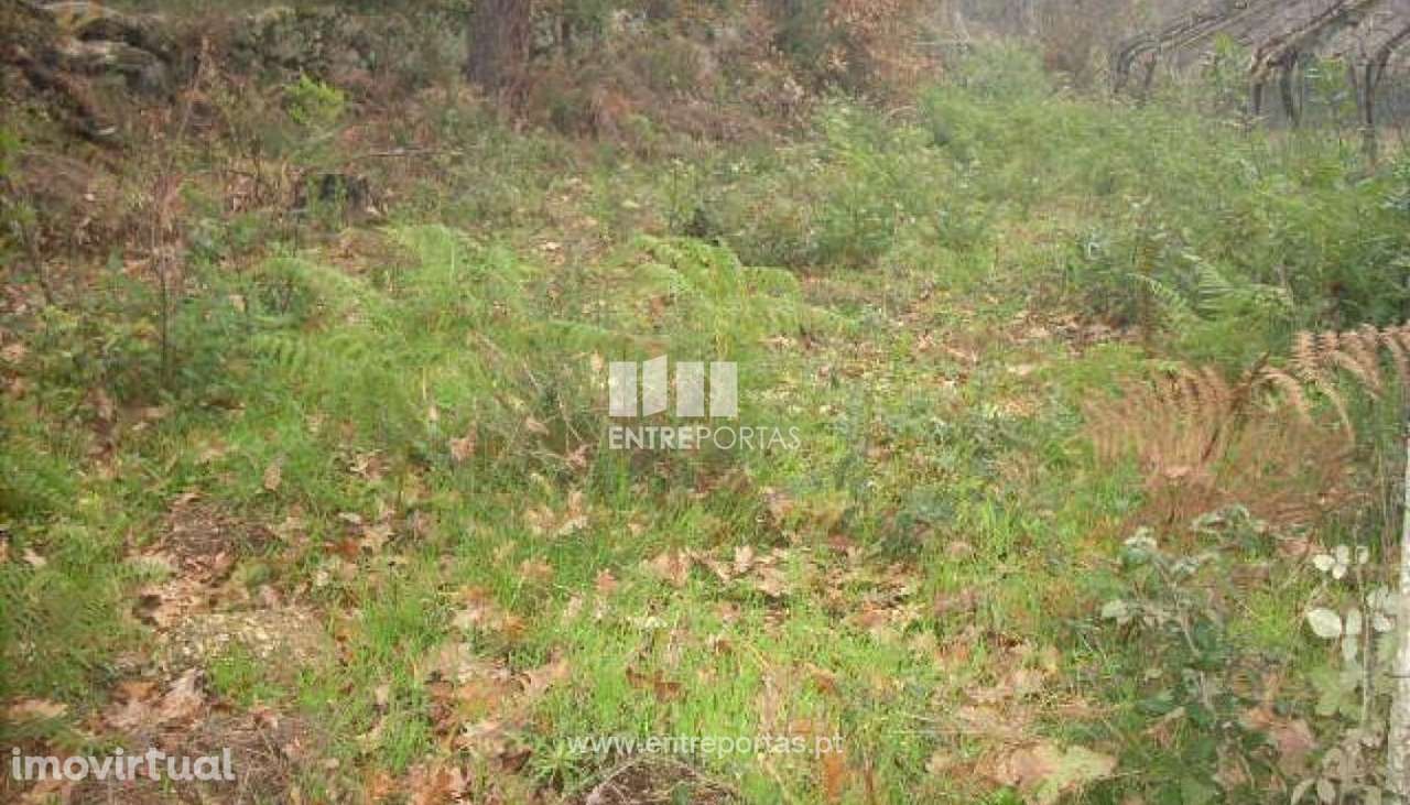 Venda Terreno, Várzea do Douro, Marco de Canaveses - Grande imagem: 3/12