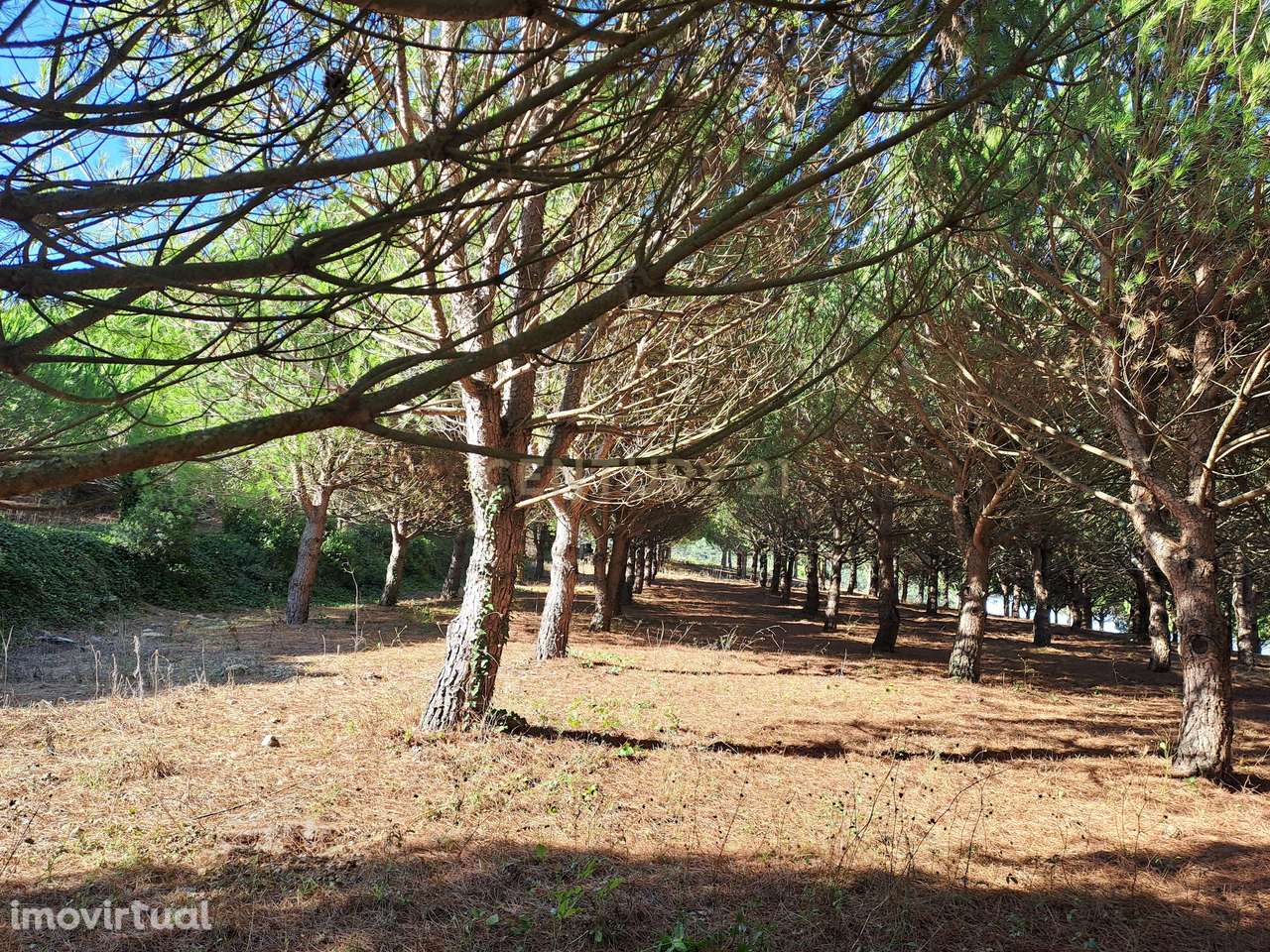 Terreno rústico com viabilidade de construção - Grande imagem: 4/18