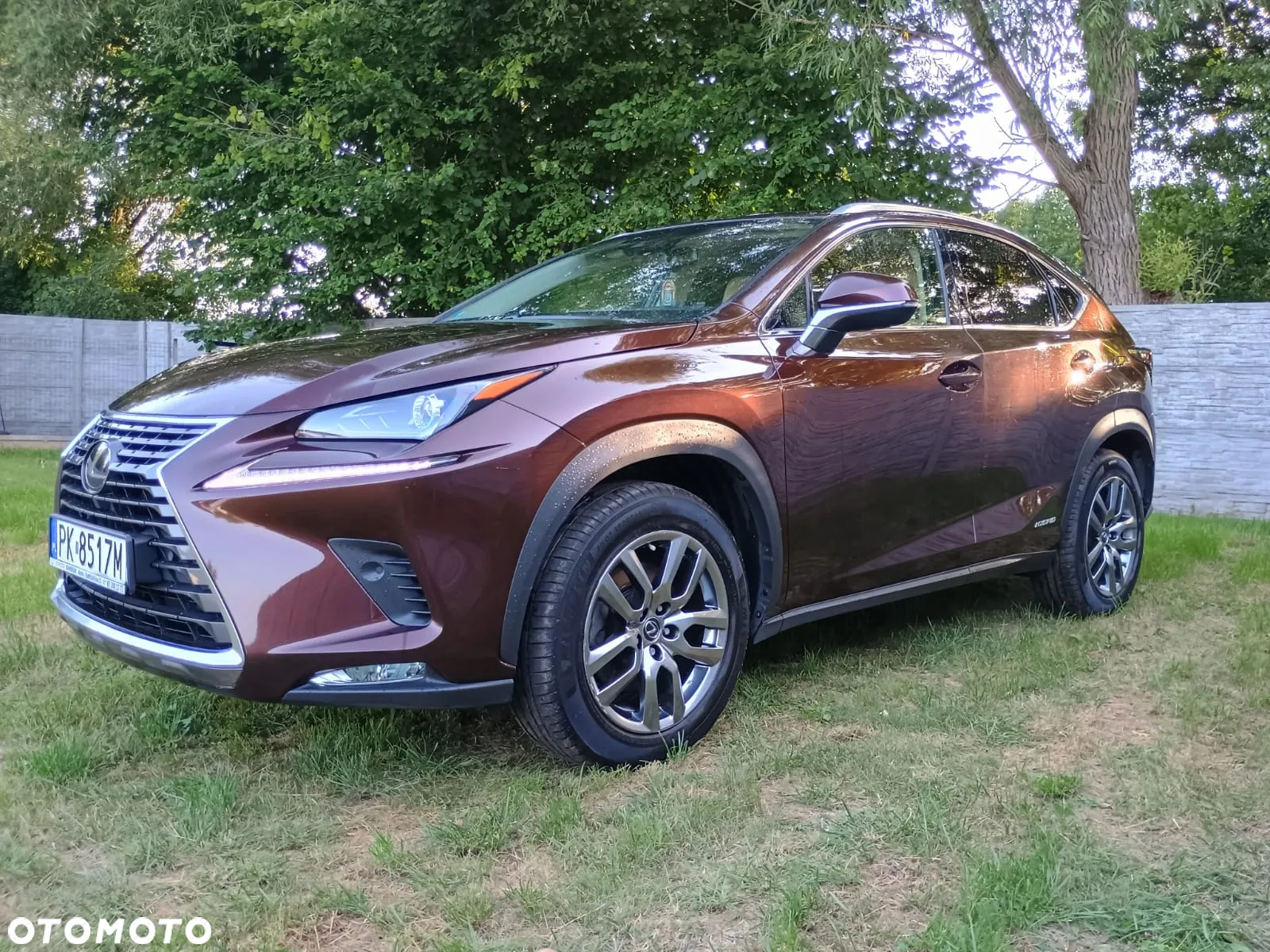 Lexus NX 300h Elegance AWD - 5
