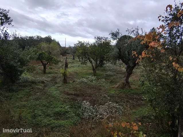 Terreno Rústico 3000m² em Comenda, Portugal - Grande imagem: 4/6