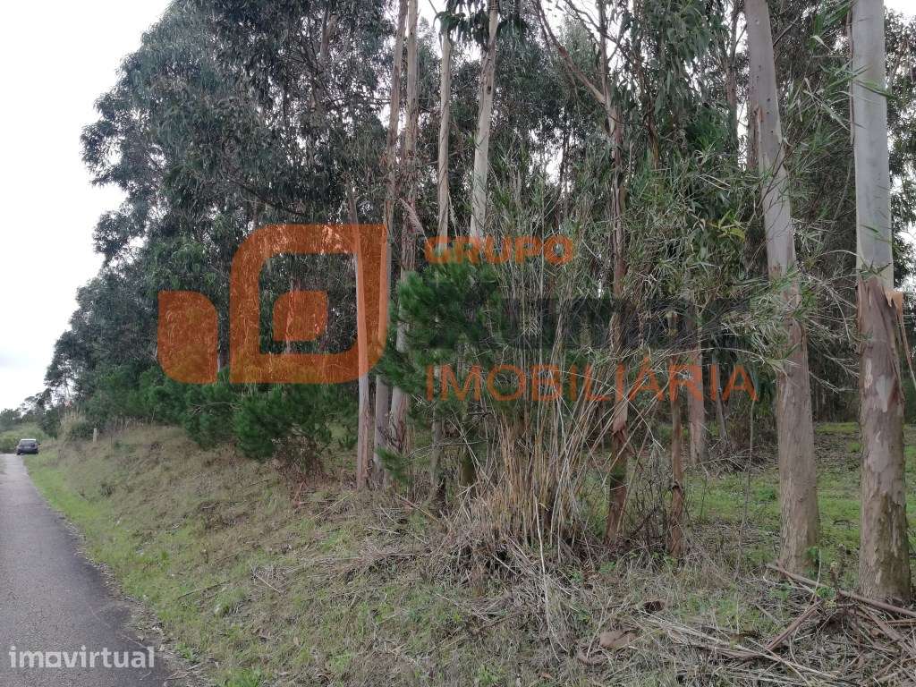 Terreno junto ao Auto-estrada - Grande imagem: 2/4