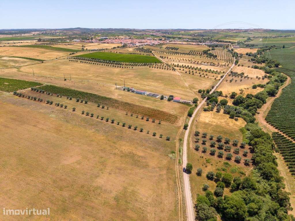 Terreno com 1,15 ha em Montoito (Redondo) | Oportunidade Agrícola e... - Grande imagem: 2/6