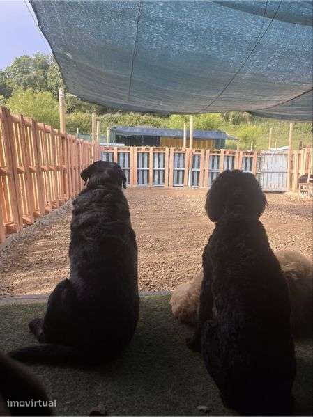 Creche cães com trespasse - Grande imagem: 5/6