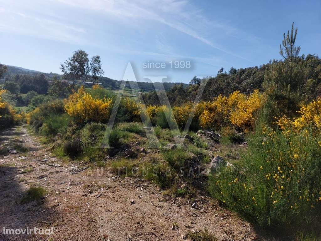 Terreno Rústico - CAMPIA - VOUZELA | LEILÃO ELETRÓNICO | FIM 16*JAN - Grande imagem: 5/5