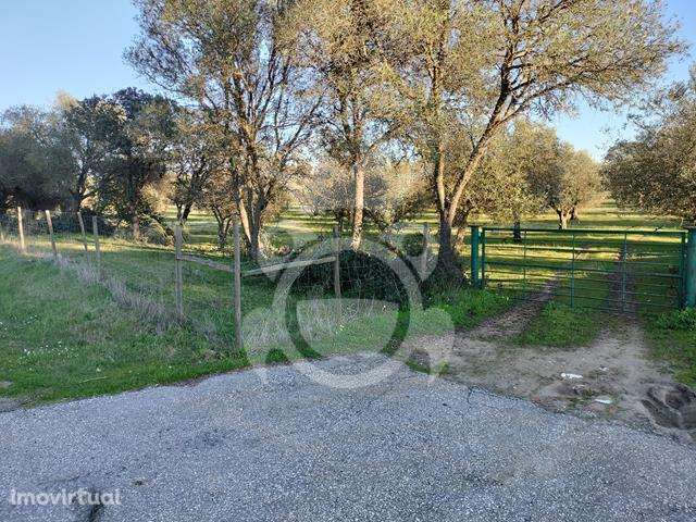 OLIVAL PARA VENDA EM CARRAPATELO - CORVAL - Grande imagem: 2/29