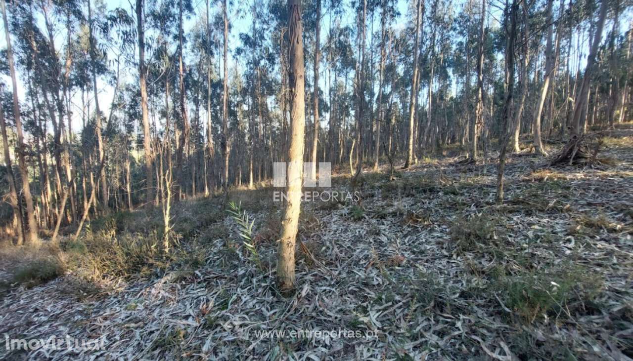 Venda de Terreno florestal com 30.500 m2, Rates, Póvoa de Varzim - Grande imagem: 5/11