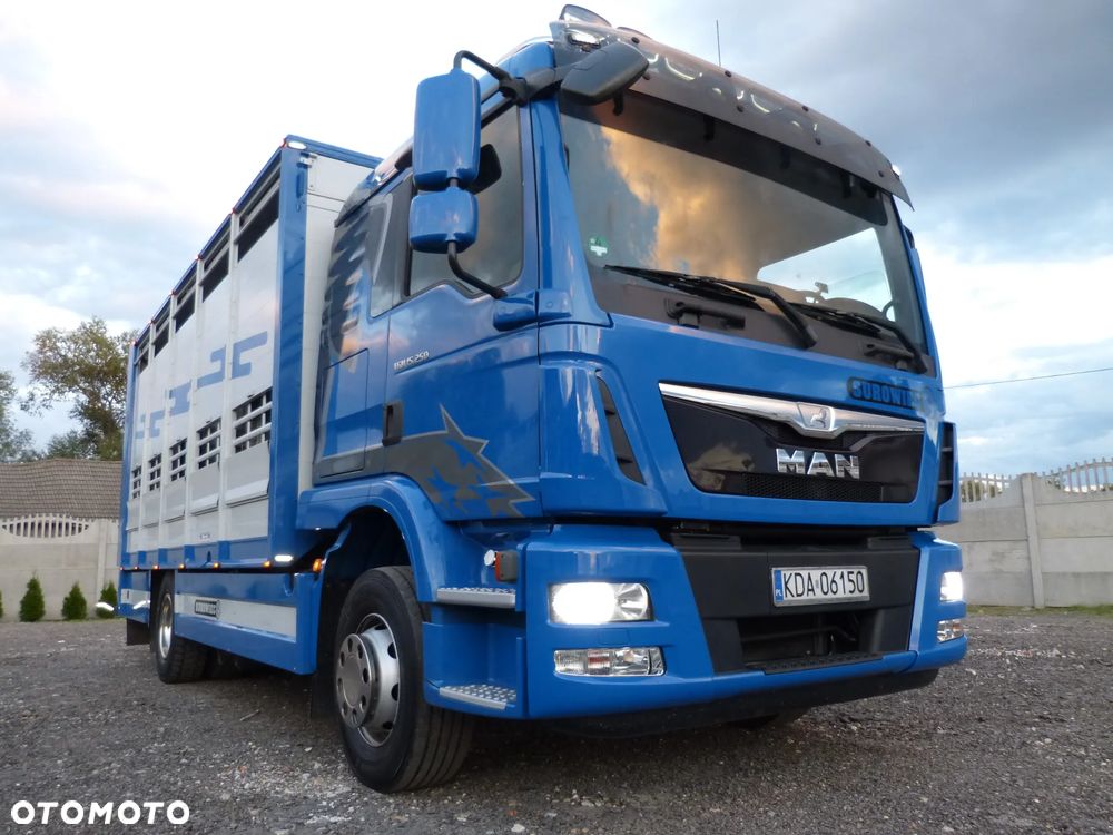 MAN TGM 15.250 DO ŻYWCA / ZWIERZĄT / BYDŁA / WAGA EL/. EURO 6 / DŁ. 5.20M /XENON - 9
