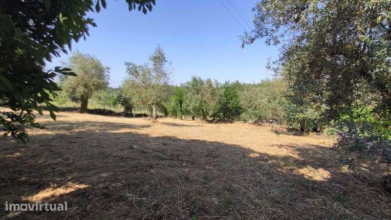 Terreno URBANO 600m² p/Construção c/Oliveiras || Lagarteira, Ansião - Grande imagem: 2/11