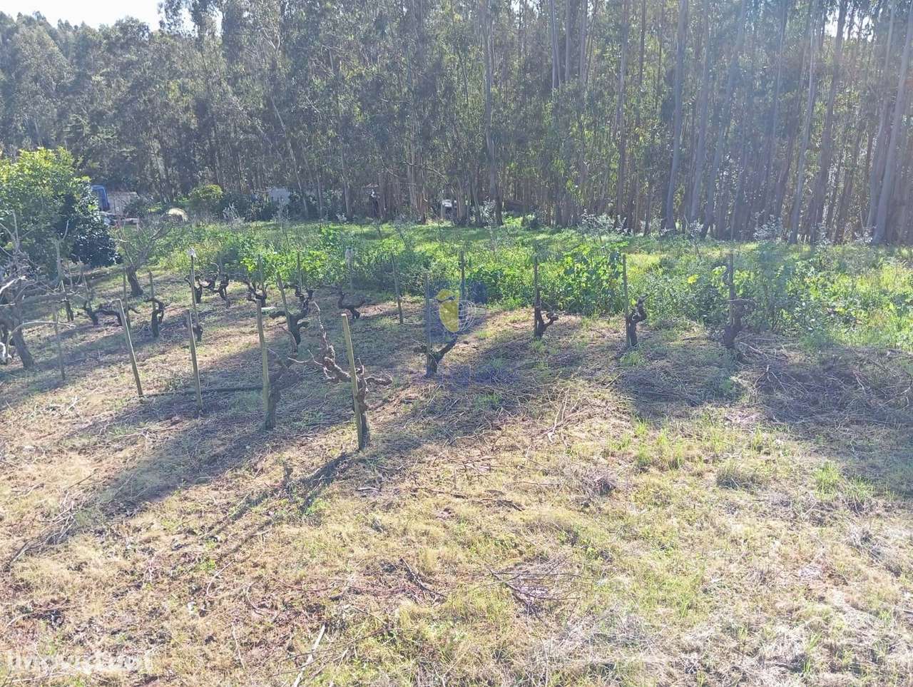 Terreno com 1996m2 na Alvorninha, Caldas da Rainha - Grande imagem: 4/6