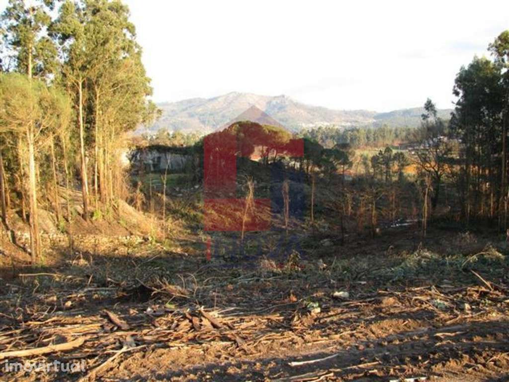 Terreno em floresta produção, Lanhas - Grande imagem: 2/12